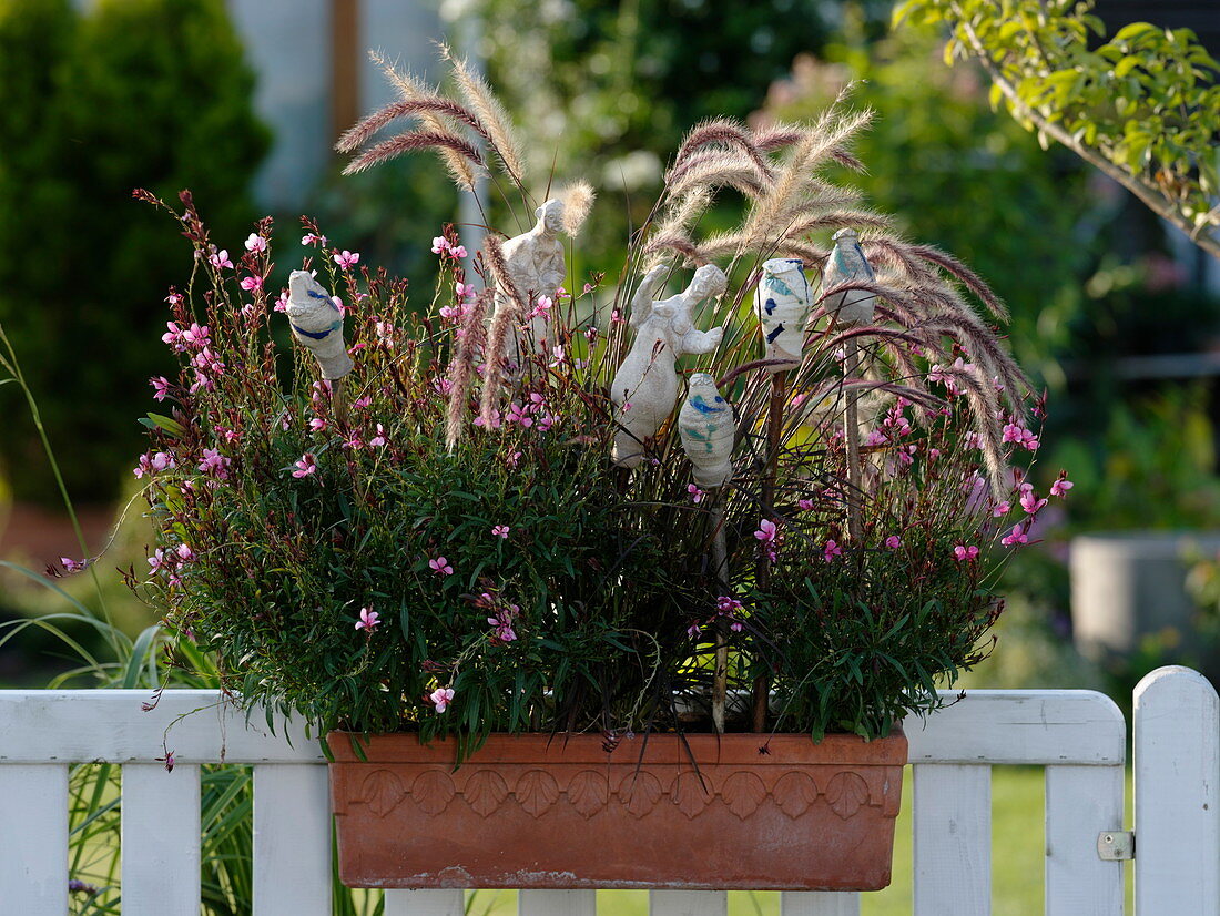 Terracotta box with Pennisetum and Gaura