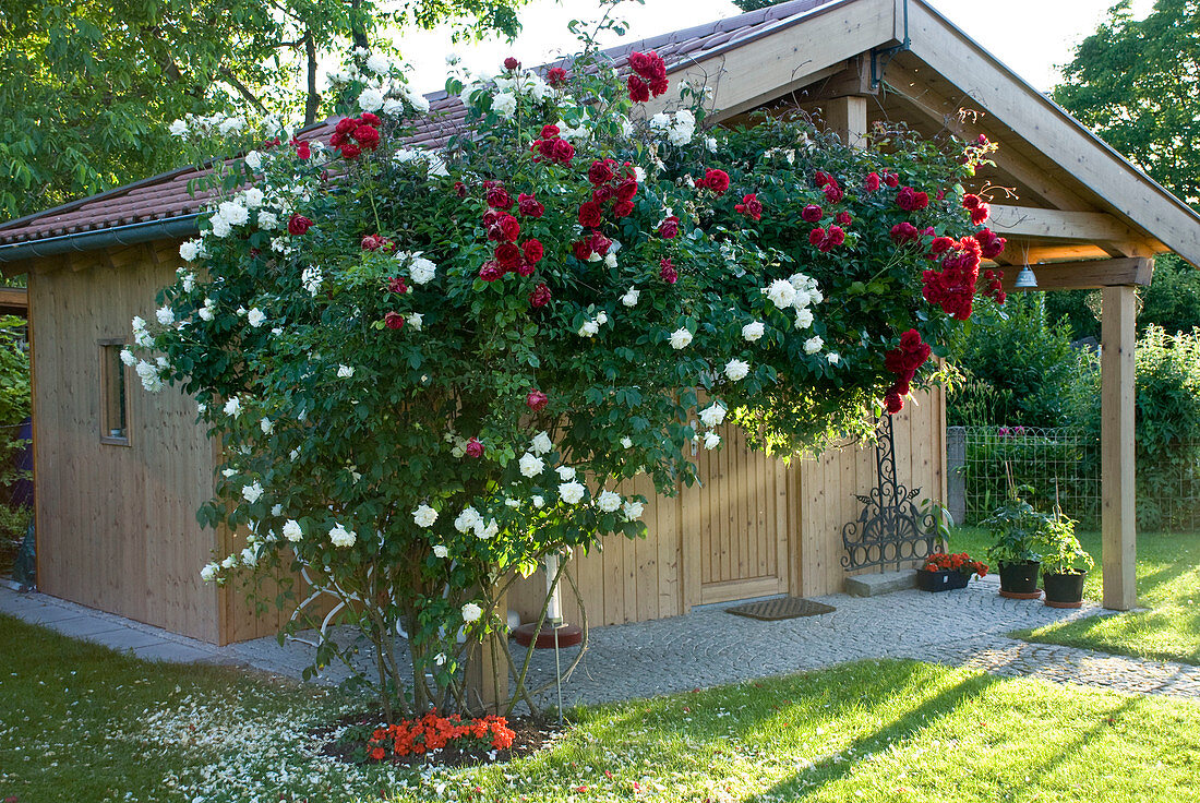 Gartenhaus mit roter und weißer Kletterrose