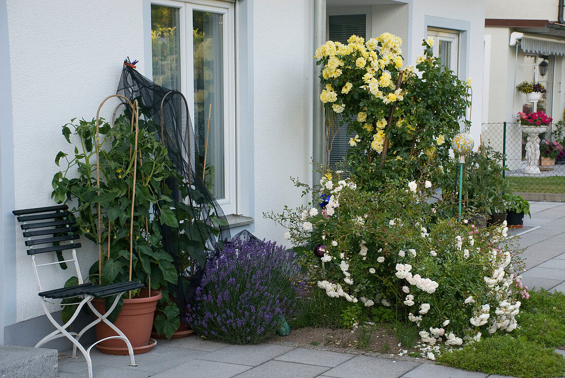 Terrace at the house with tomato (Lycopersicon) and cucumber (Cucumis)