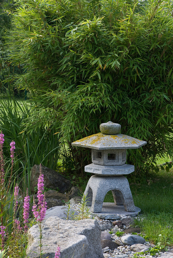 Japanese stone lantern in front of Fargesia murielaea (bamboo)