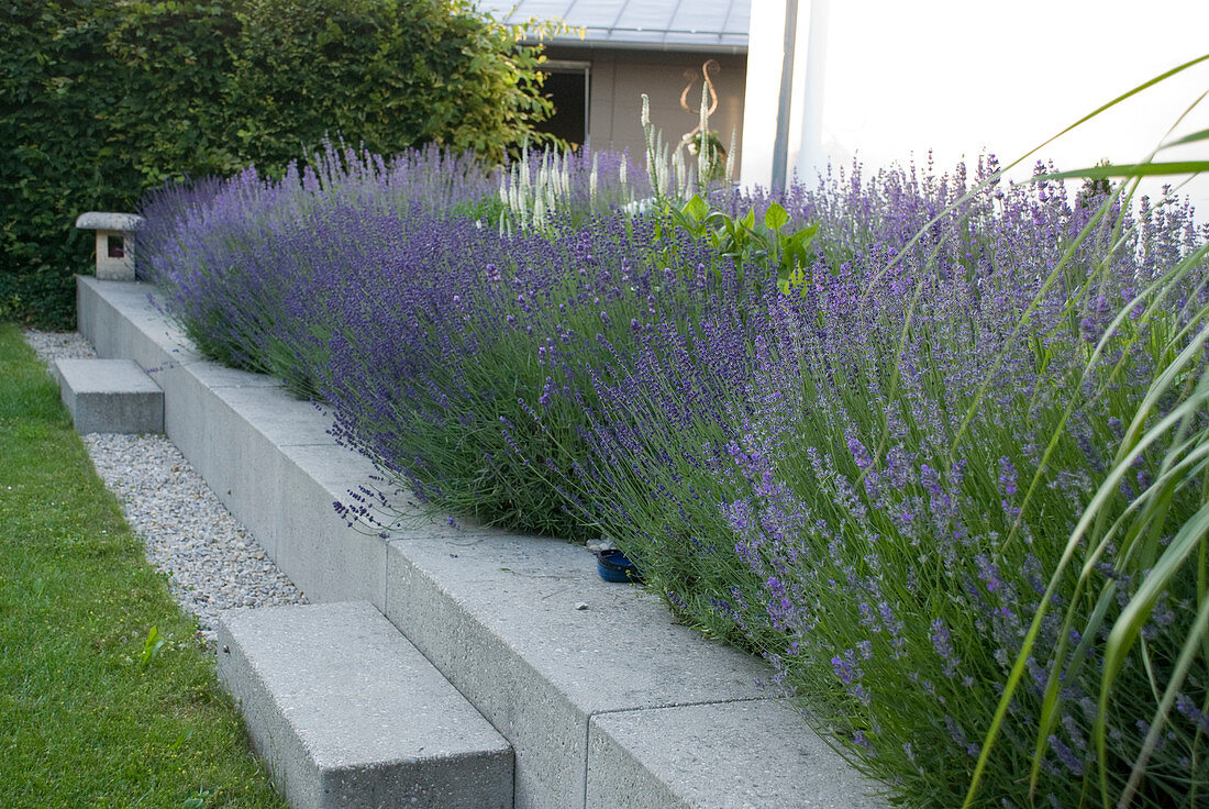Blühendes Lavendel-Beet in Betoneinfassung