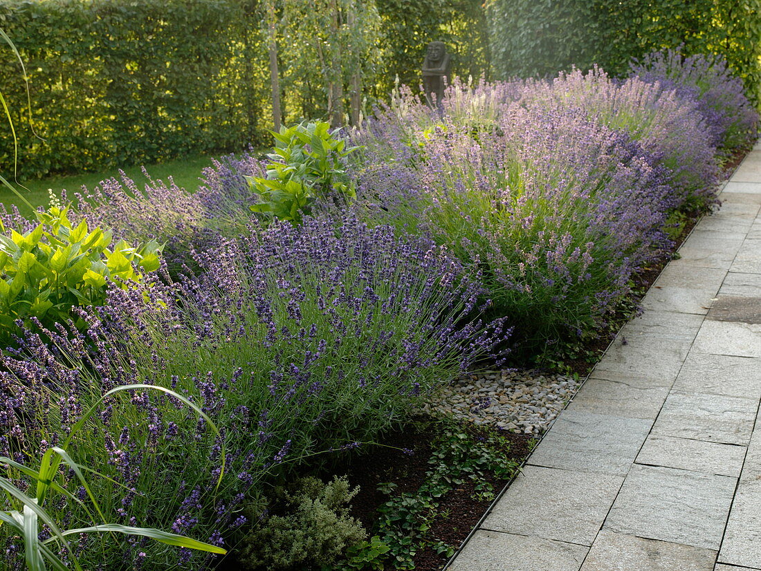 Large lavender bushes (Lavandula) in the bed by the terrace