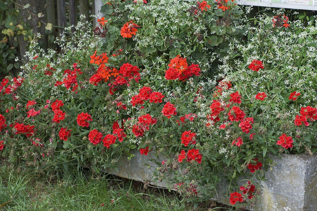 Stone trough planted with summer flowers in red and white