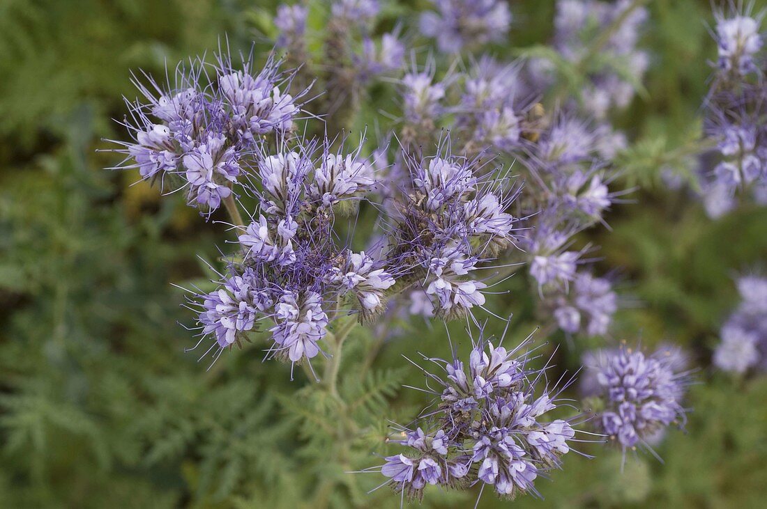 Bee on Phacelia as green manure