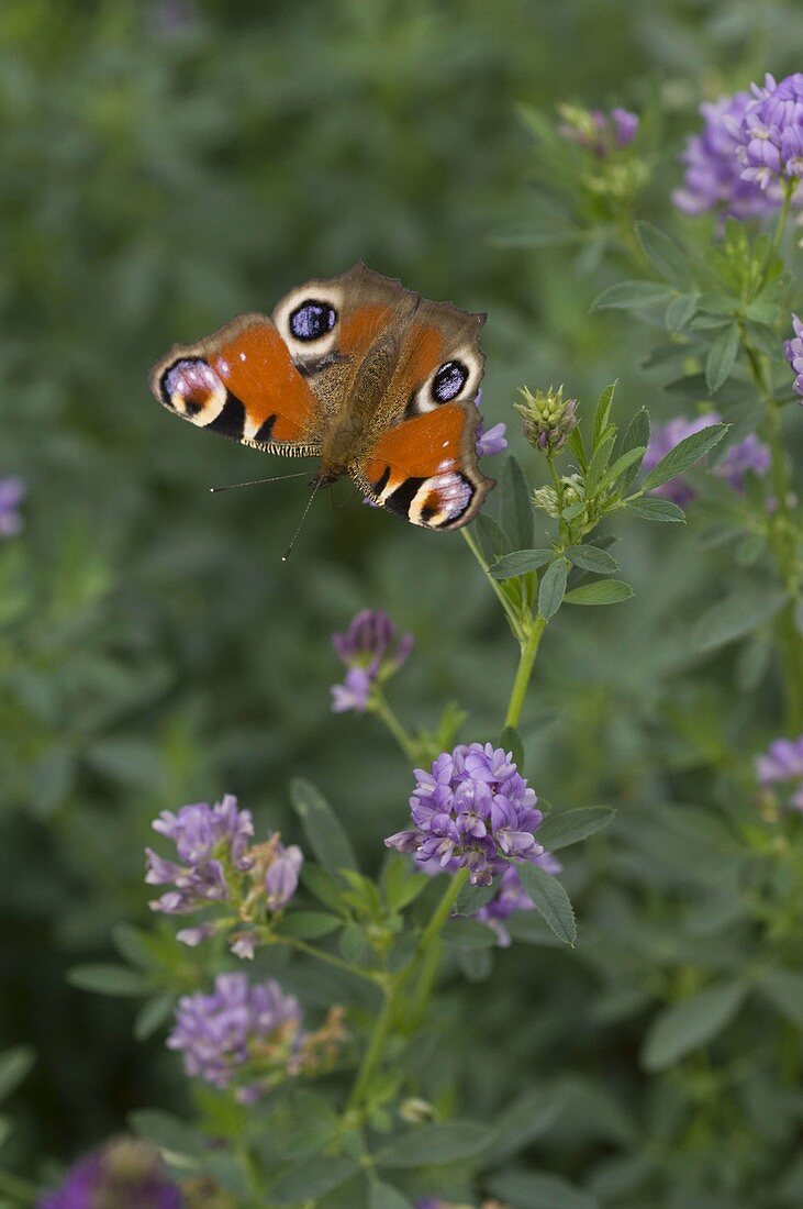 Peacock on seed alfalfa (Medicago sativa)