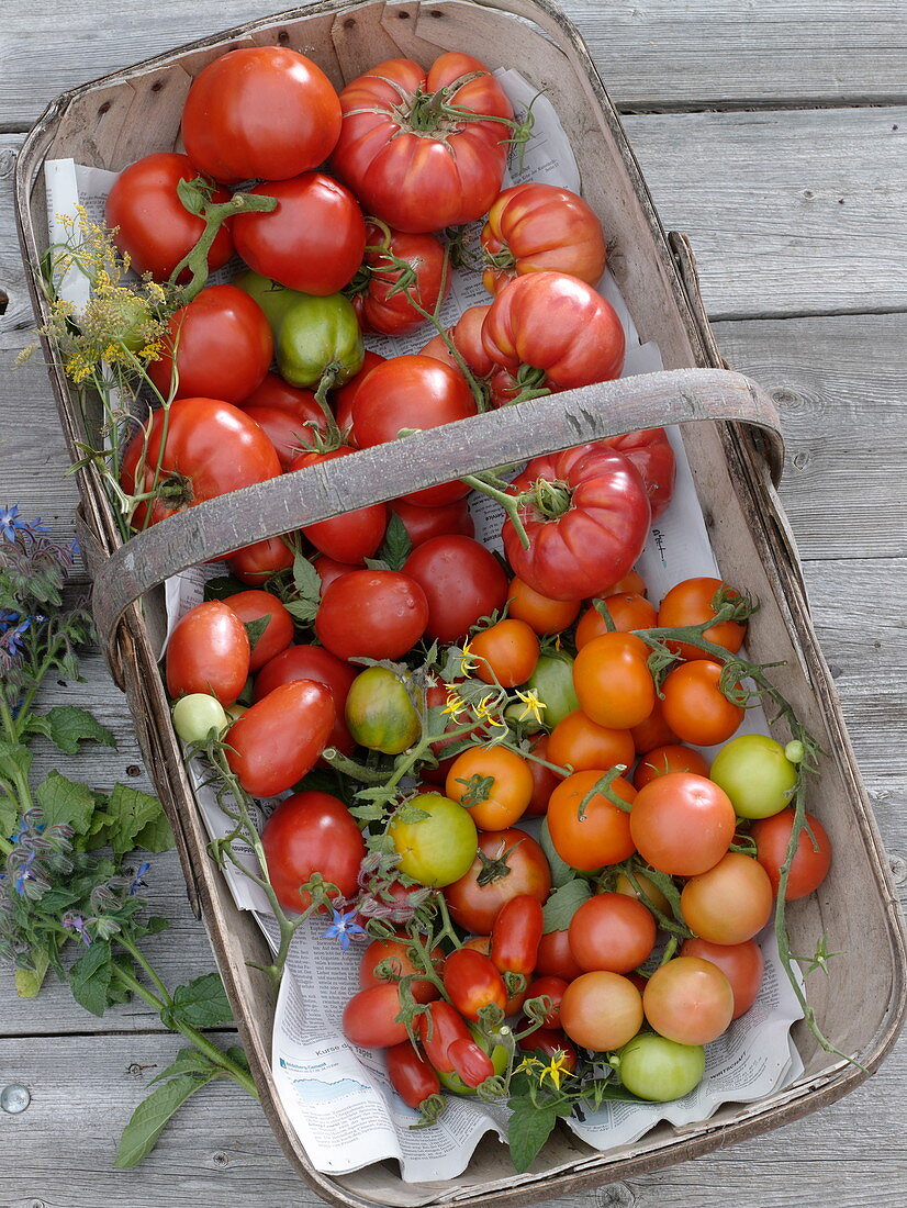 Various types of tomatoes in the basket