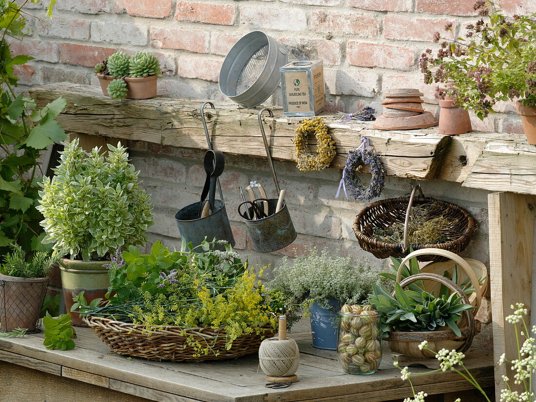 Pot table with freshly harvested herbs and pots