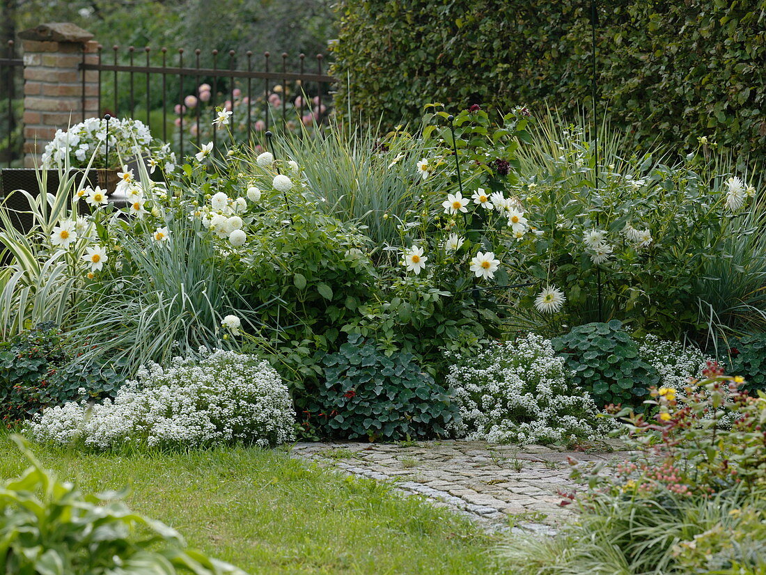 White Dahlia Bed, Dahlia 'My Love', 'Snow Queen'