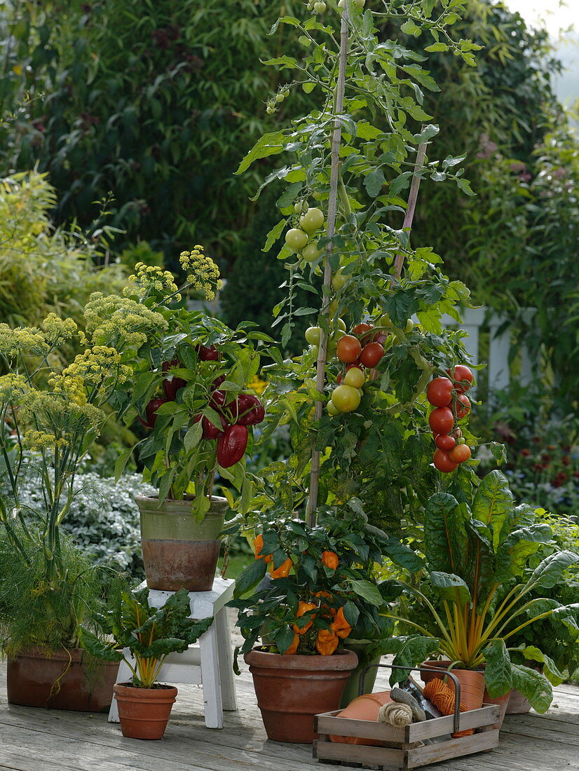 Terrace with tomatoes, peppers, chard and fennel