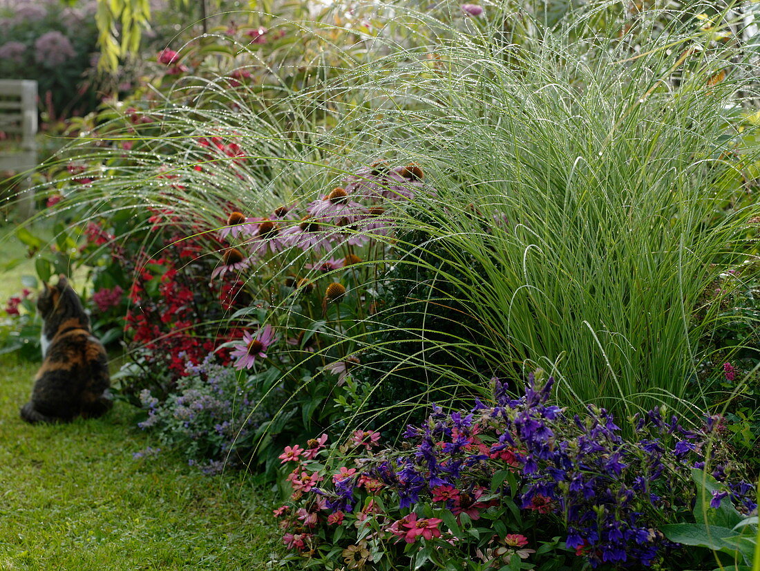 Rasenweg zwischen Beeten mit Stauden, Sommerblumen und Gräsern