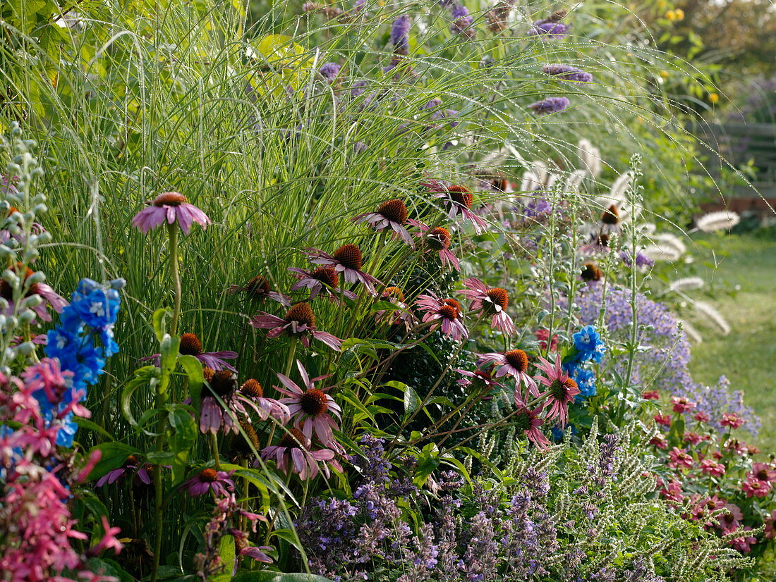 Rasenweg zwischen Beeten mit Stauden, Sommerblumen und Gräsern