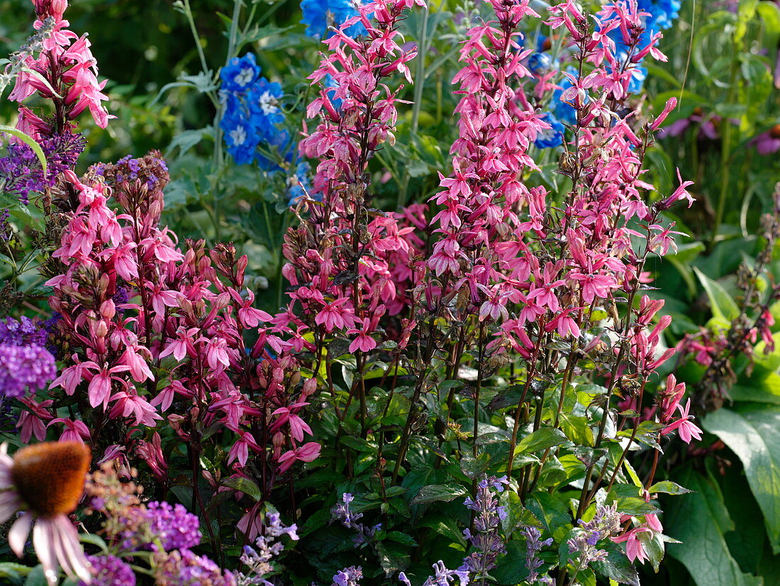 Lobelia speciosa Fan 'Lachs' (Staudenmännertrau, Prachtlobelie)