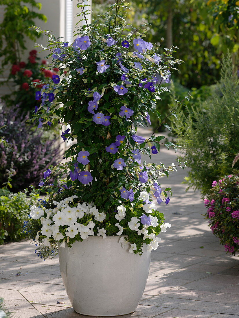 Thunbergia togoensis (Sky Flower)