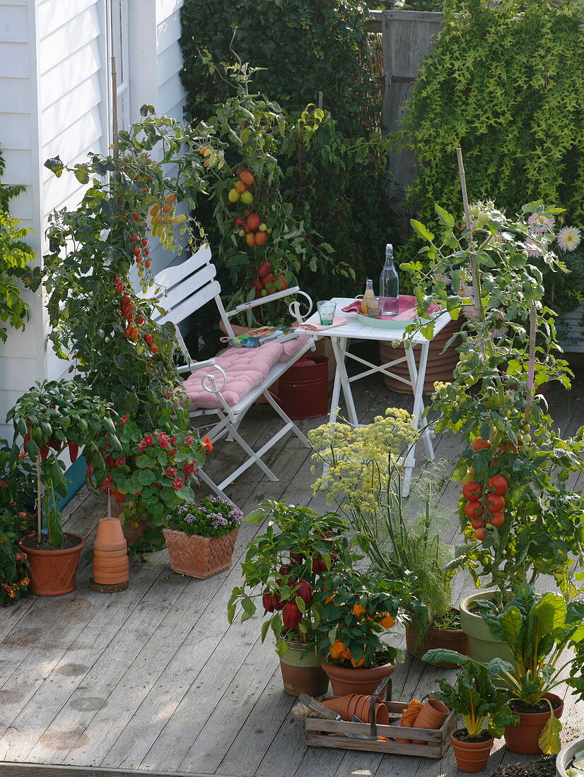 Naschterrasse mit Tomaten und Paprika