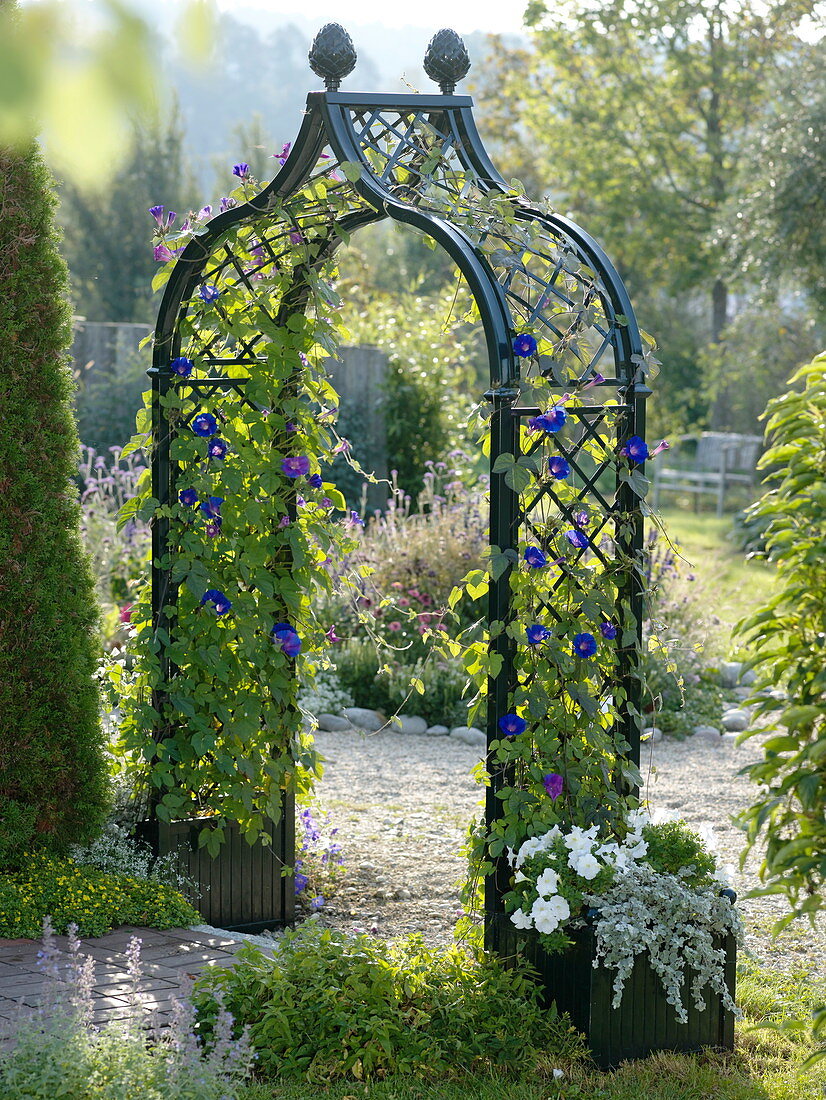 Rose arch with Ipomea acuminata