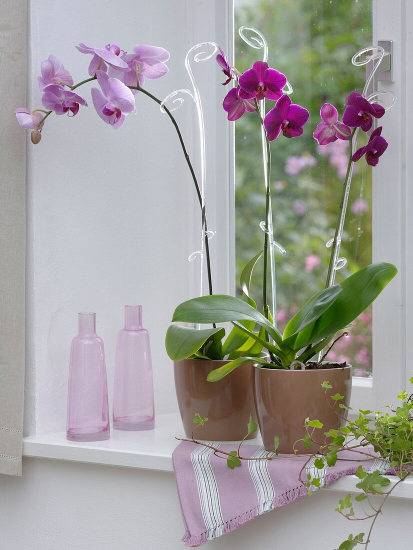Phalaenopsis on the windowsill