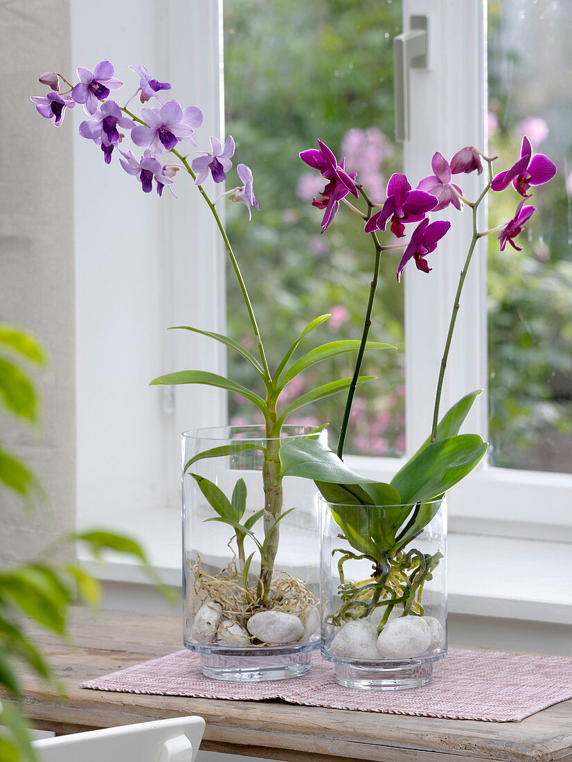 Orchids in glass vases with stones in front of the windowsill