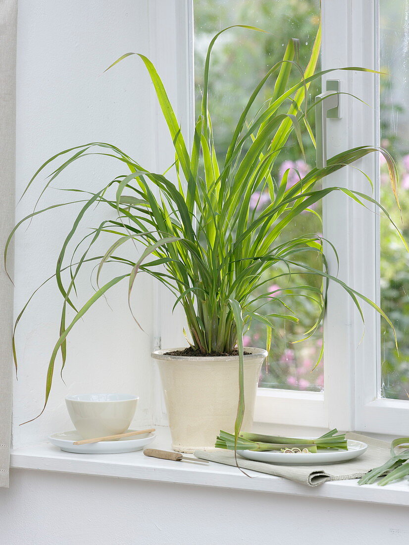 Lemongrass on the windowsill