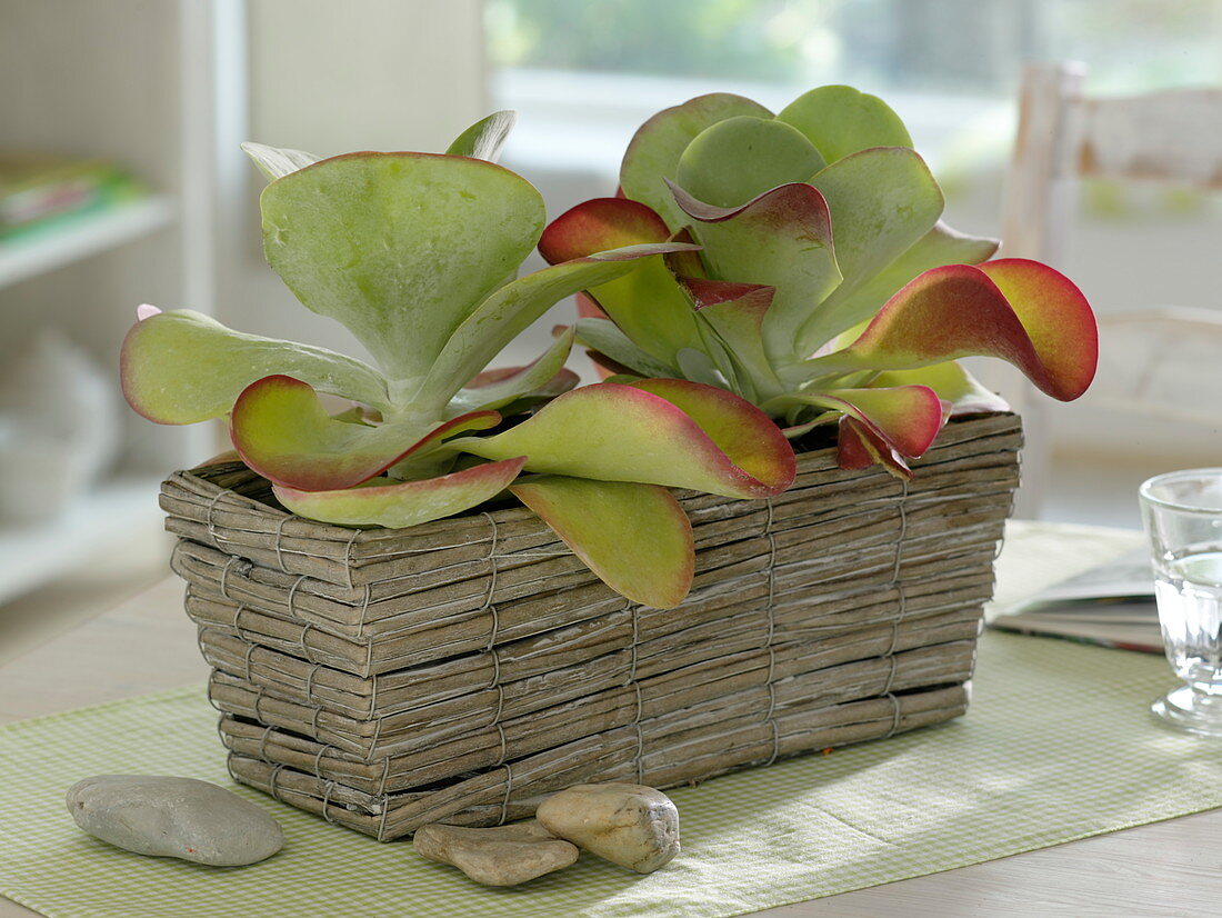 Kalanchoe thyrsiflora in a wicker basket