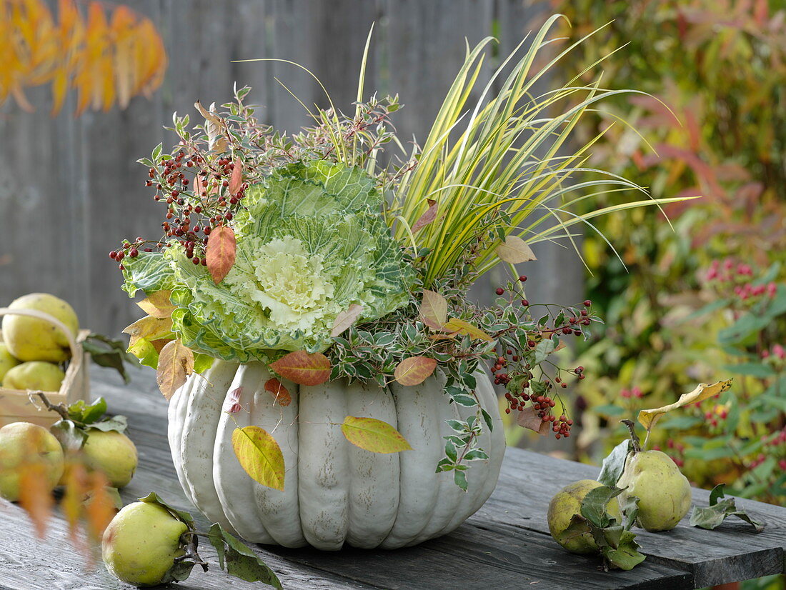 Planted white pumpkin with ornamental cabbage, grass and abelie