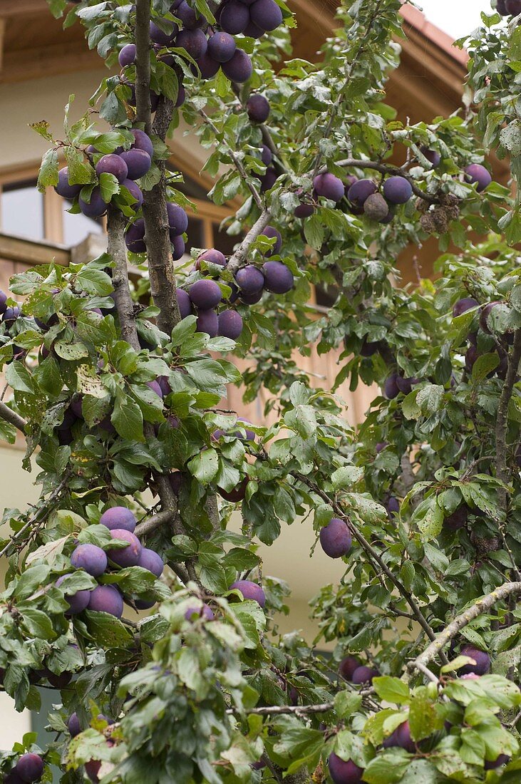 Plums on the tree (Prunus domestica), leaves heavily infested