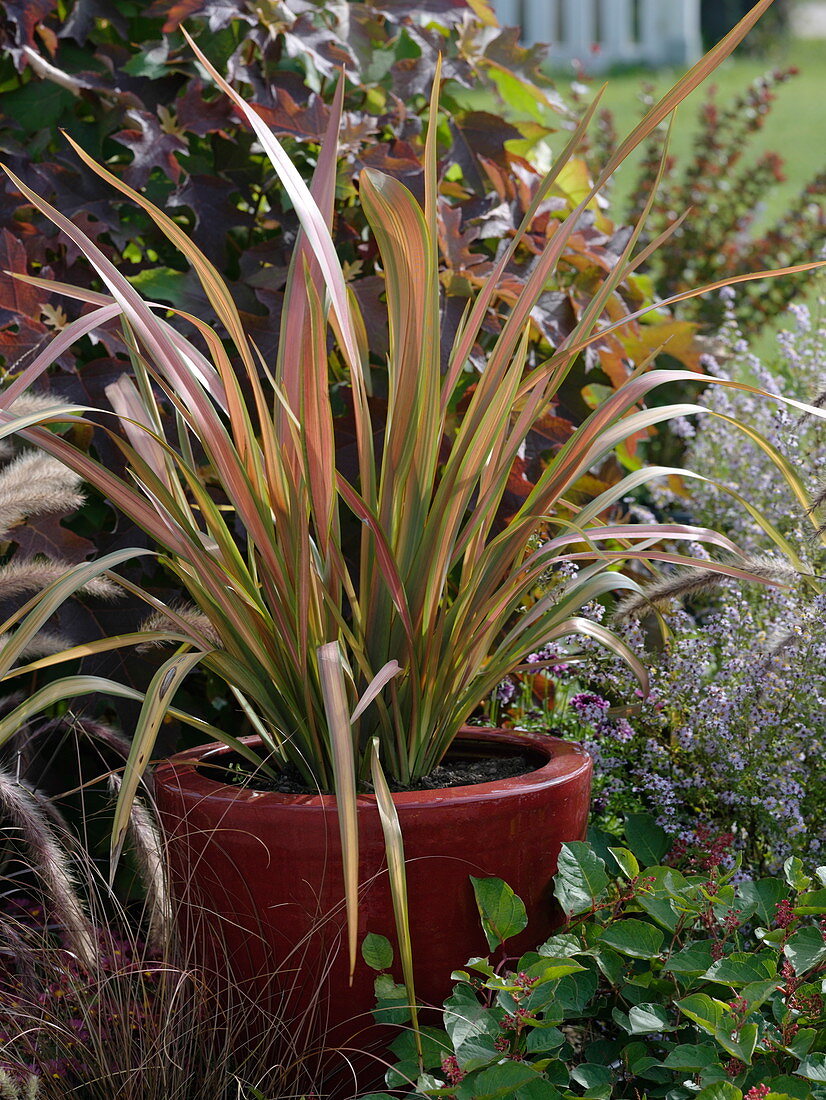Red planter with Phormium in the bed