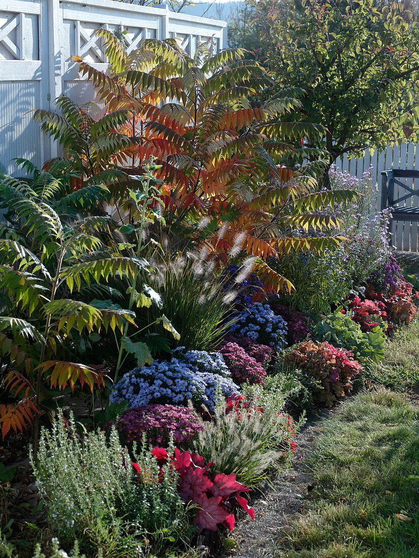 Rhus typhina in an autumn bed against a white screen wall