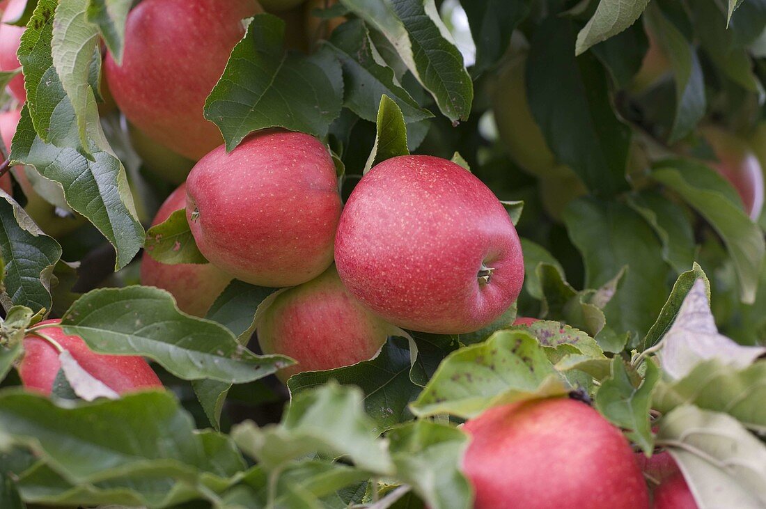 Resistant apple variety 'Evelina' (Malus)