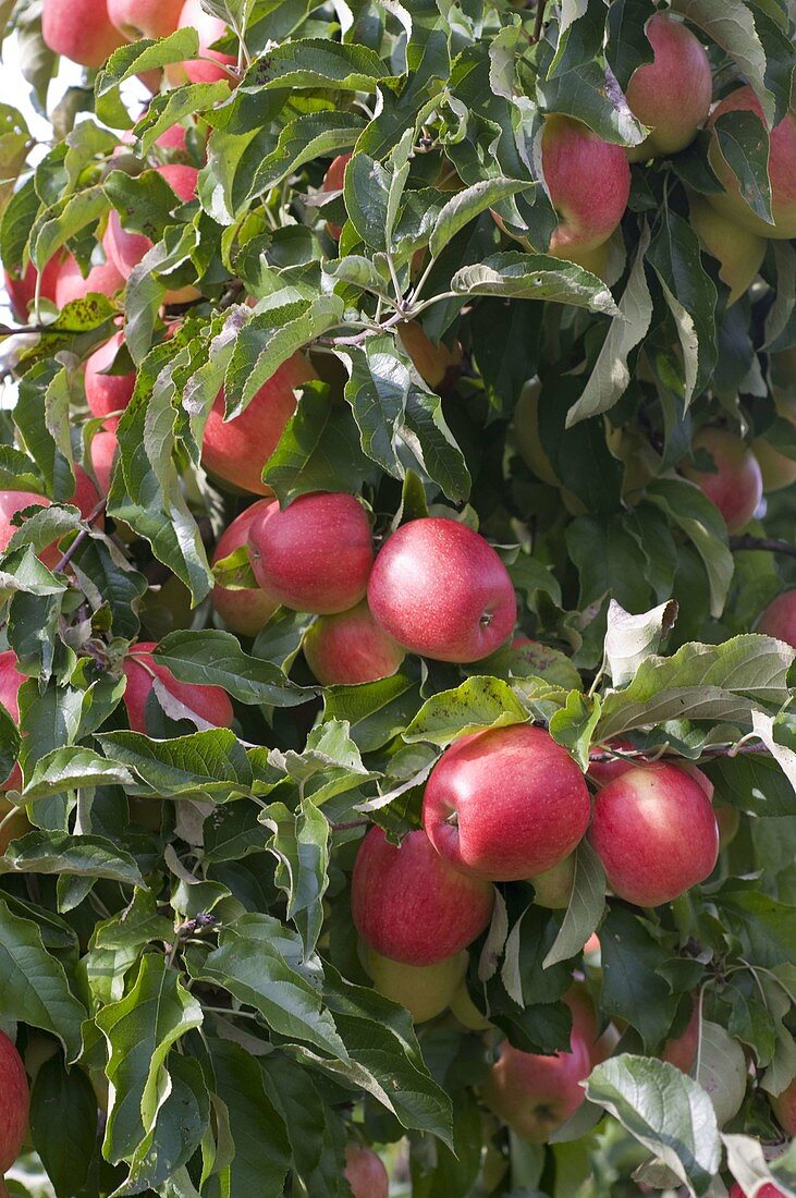 Resistant apple variety 'Evelina' (Malus)