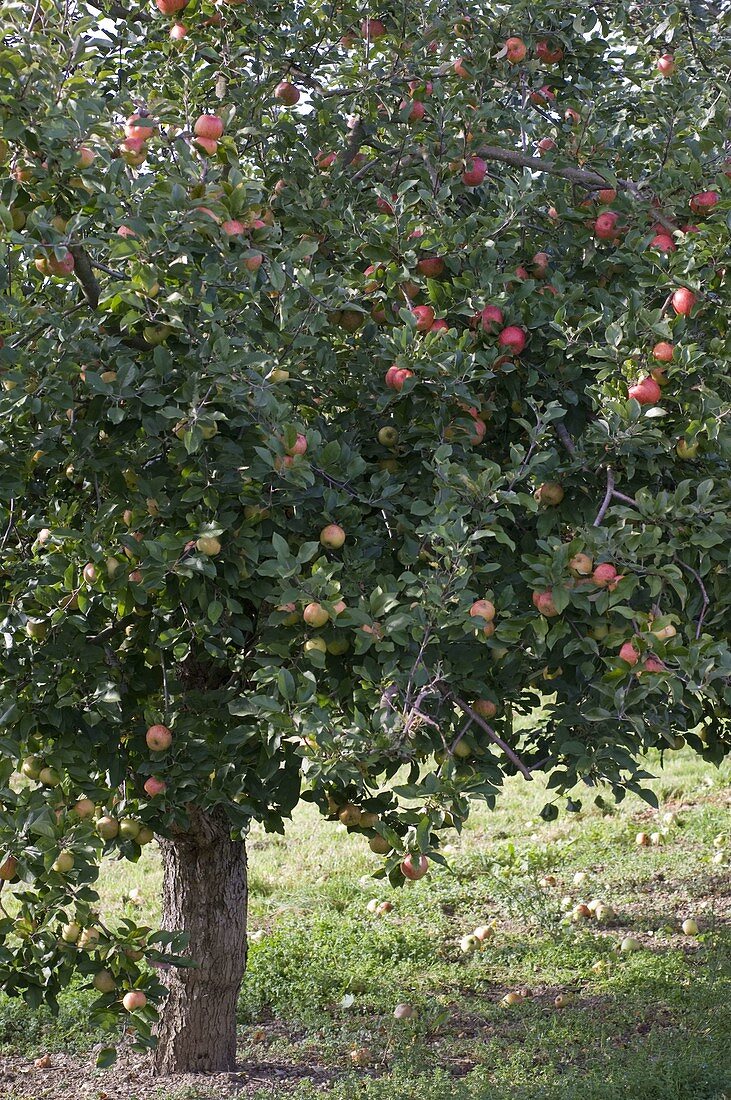 Resistente Apfelsorte 'Evelina' (Malus)