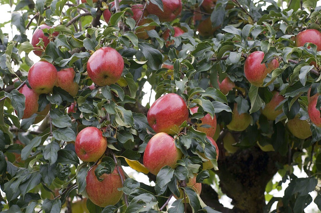 Resistant apple variety 'Rewena' (Malus)