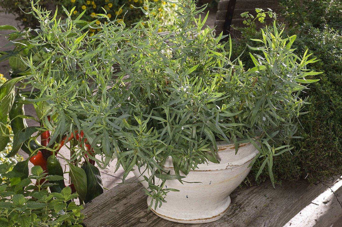 Portrait of tarragon in white glazed pot