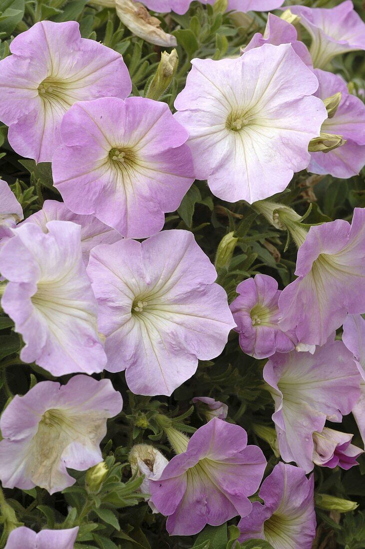 Petunia Veranda 'Pink Flush' (Petunie)