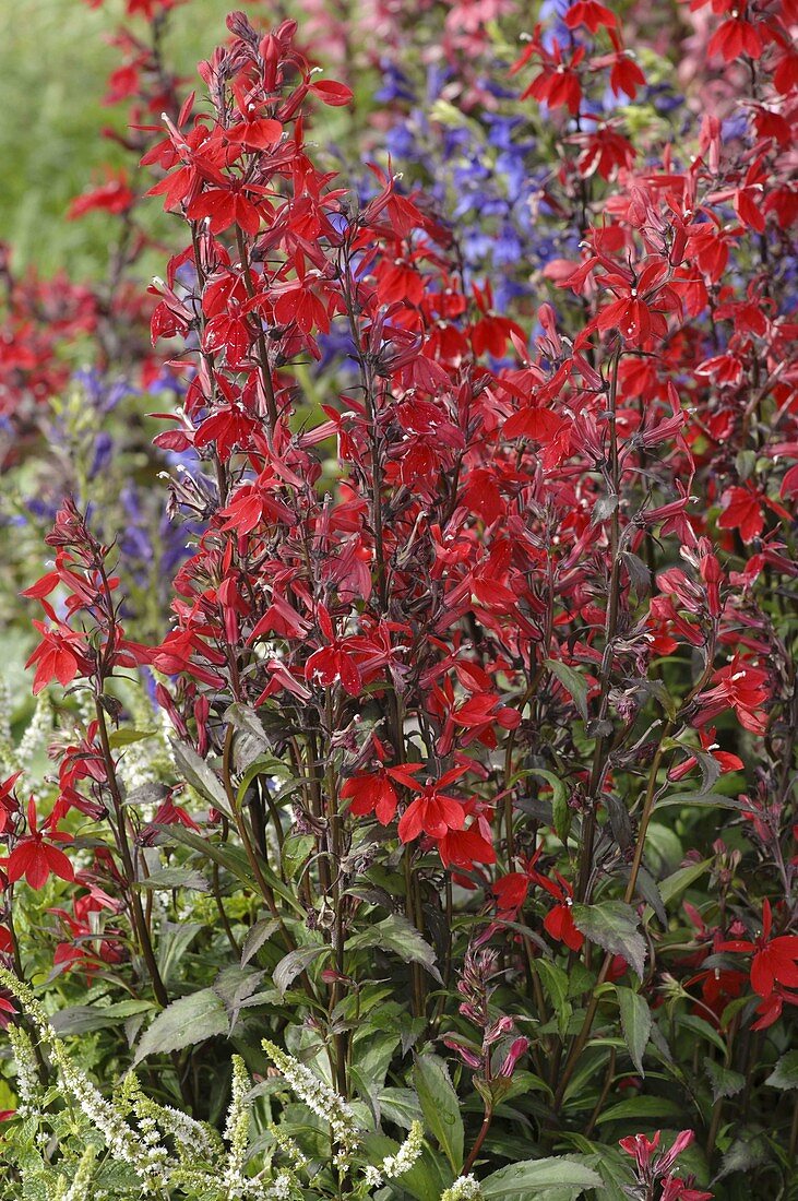 Lobelia speciosa fan 'Scharlach' (Glorious lobelia, herbaceous perennial)