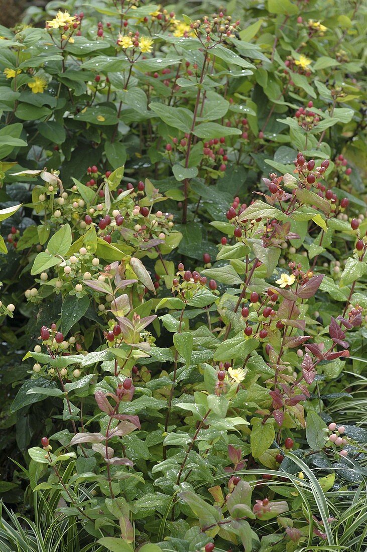 Hypericum androsaemum und inodorum (Johanniskraut)