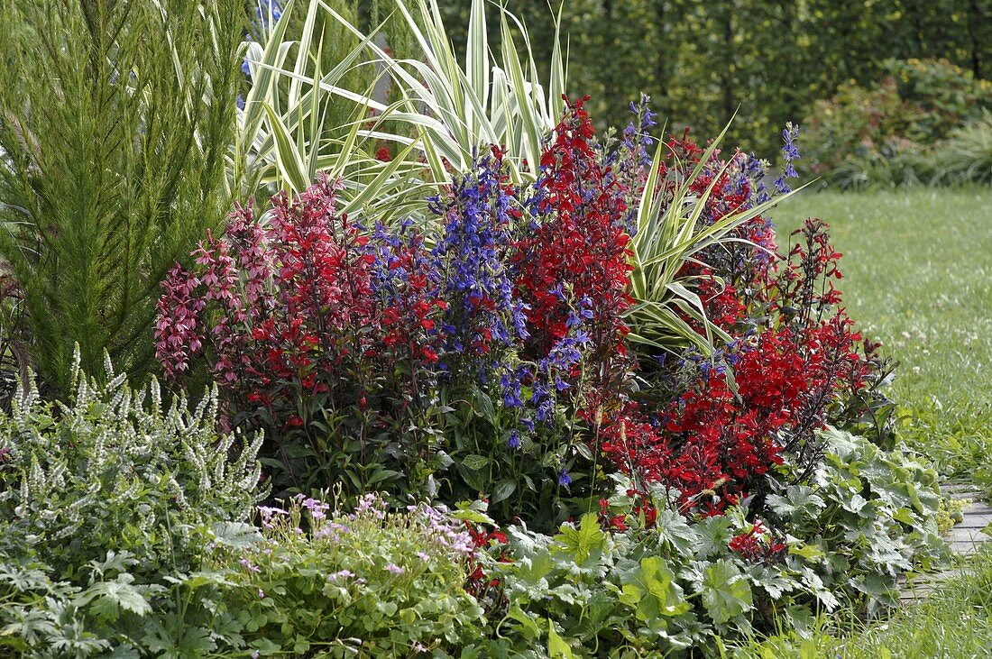 Halbrundes Beet mit Lobelia 'Fan', 'Kompliment' (Staudenmännertreu)