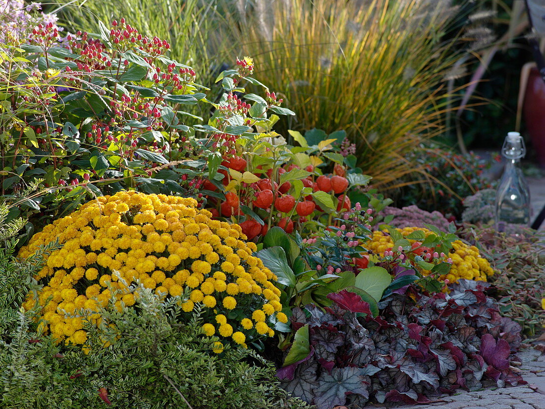 Chrysanthemum 'Dreamstar Furina' (Herbstchrysantheme), Heuchera