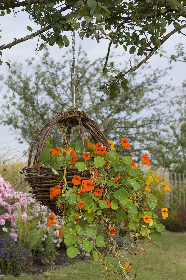 Selbstgemachter Weidenkorb bepflanzt mit Tropaeolum (Kapuzinerkresse)