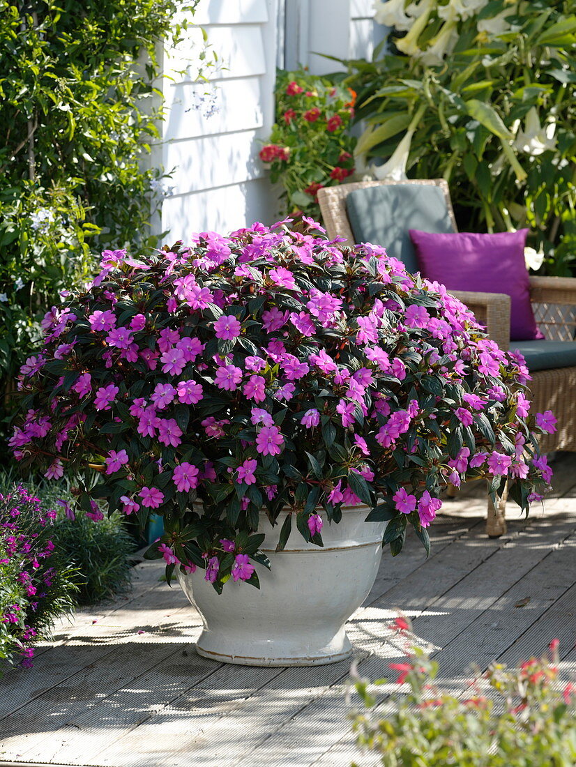 Solitaire of purple busy lilies in a white pot