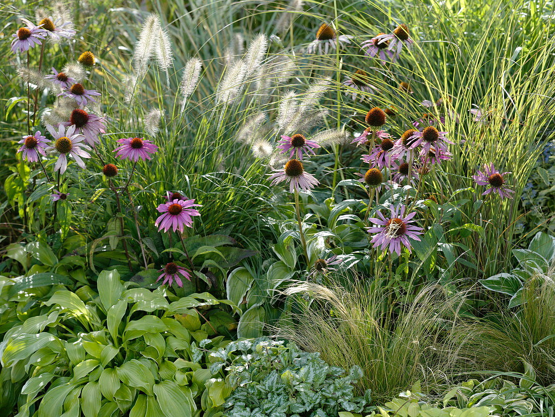 Red coneflower and grasses in a flower bed