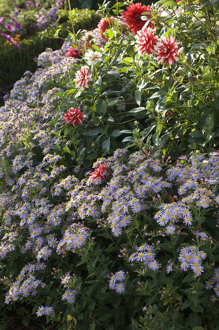 Aster ageratoides 'Asran' (Autumn aster)