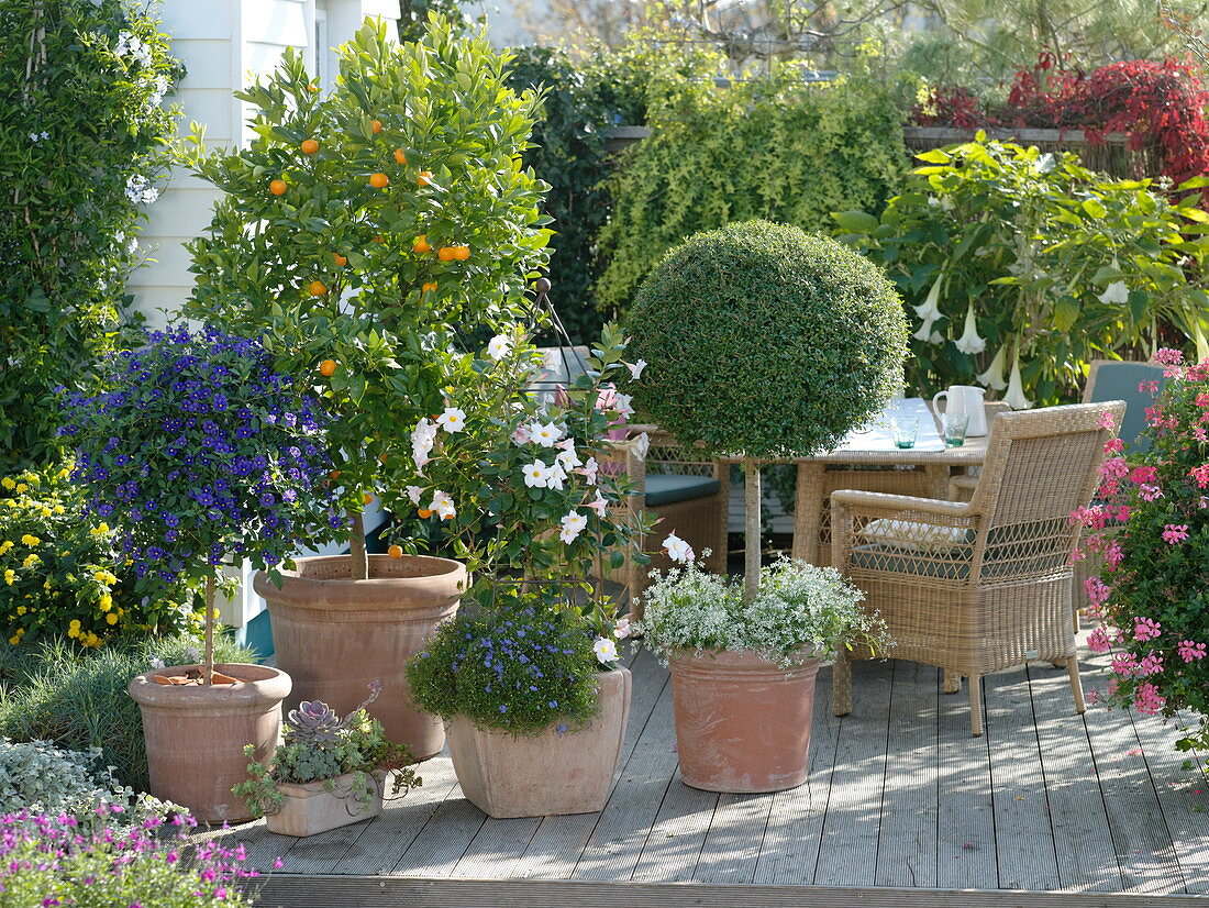 Wooden deck with potted plants in terracotta pots