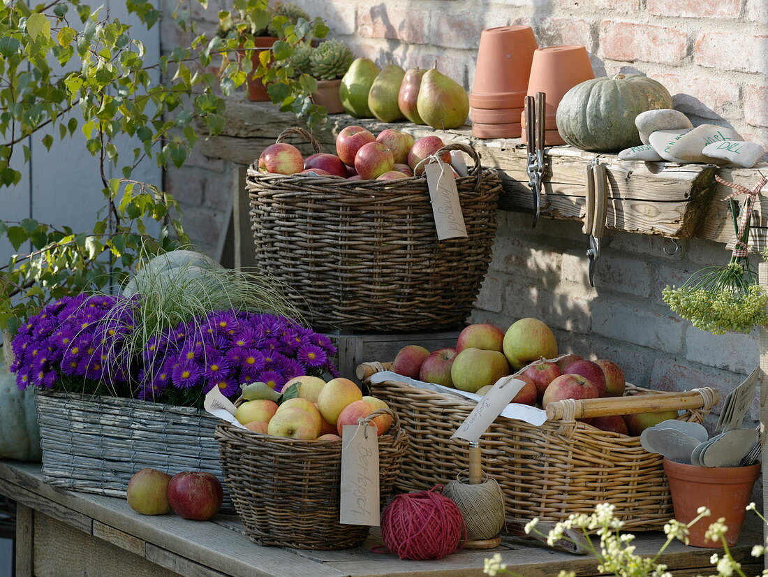 Harvest table with apples and autumn asters in wicker baskets
