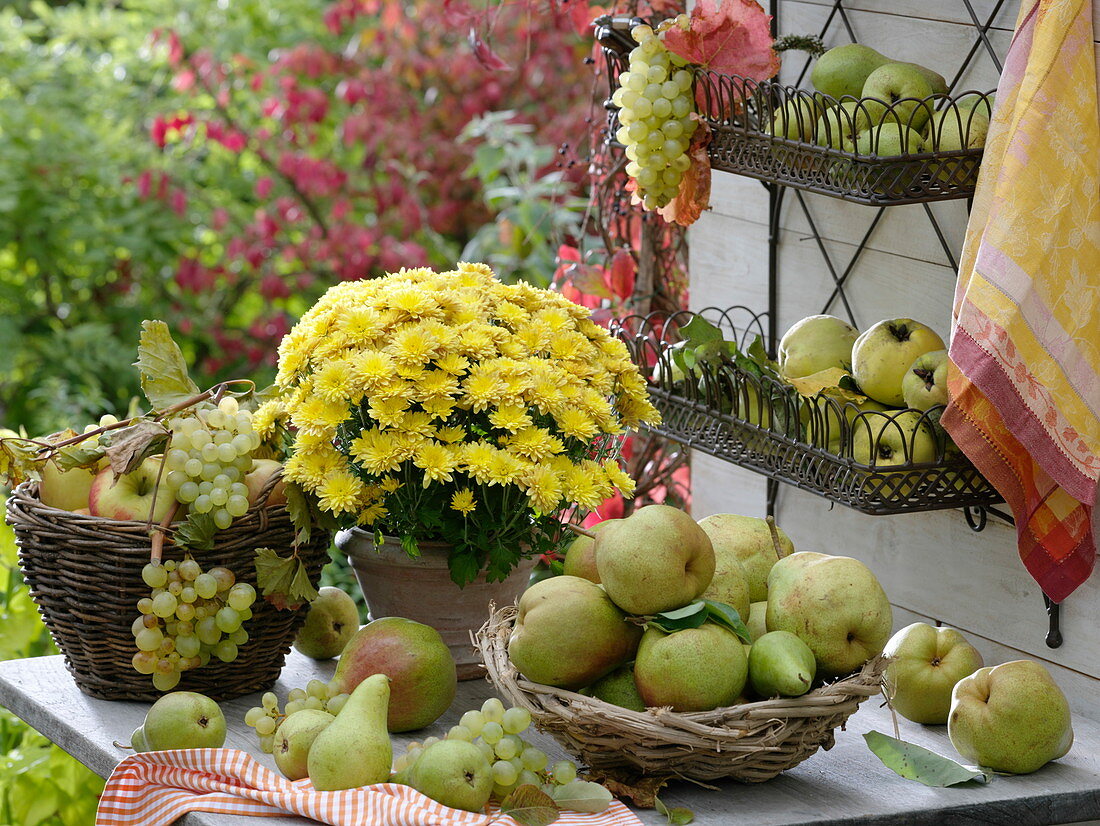 Harvest table with pears and autumn chrysanthemum in pot