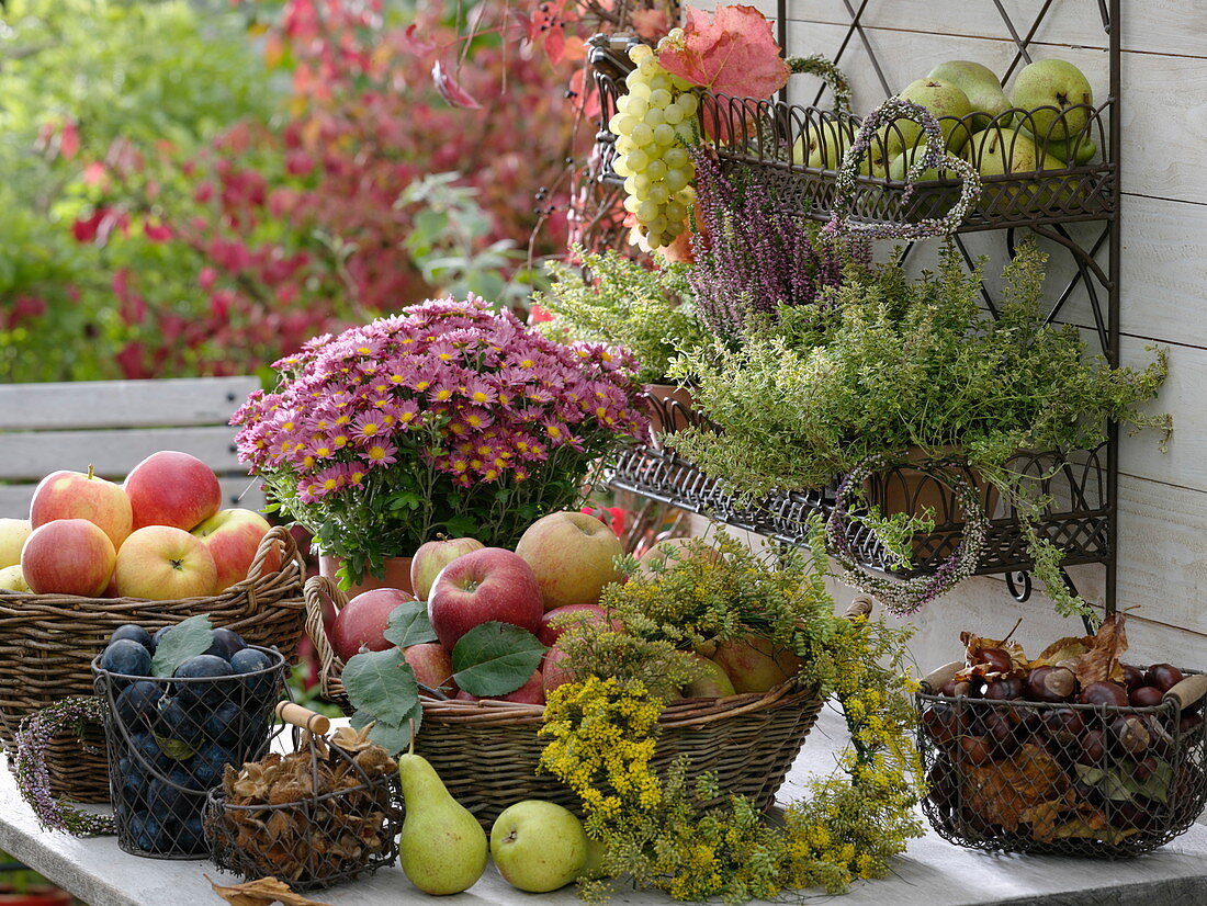 Erntetisch mit Früchten , Silberchrysantheme und Kräuter