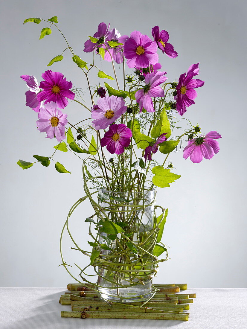 Bouquet of cosmos in glass vase with clematis vines