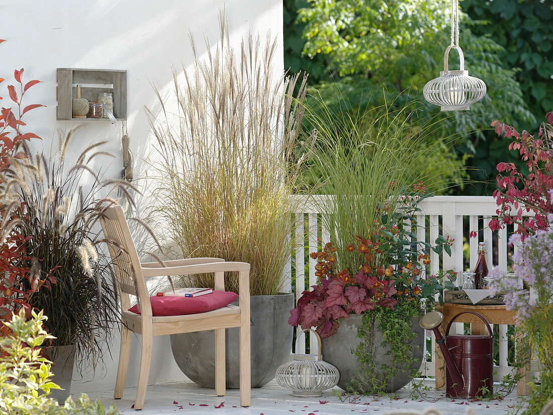 Autumnal balcony with Pennisetum 'Rubrum', Miscanthus