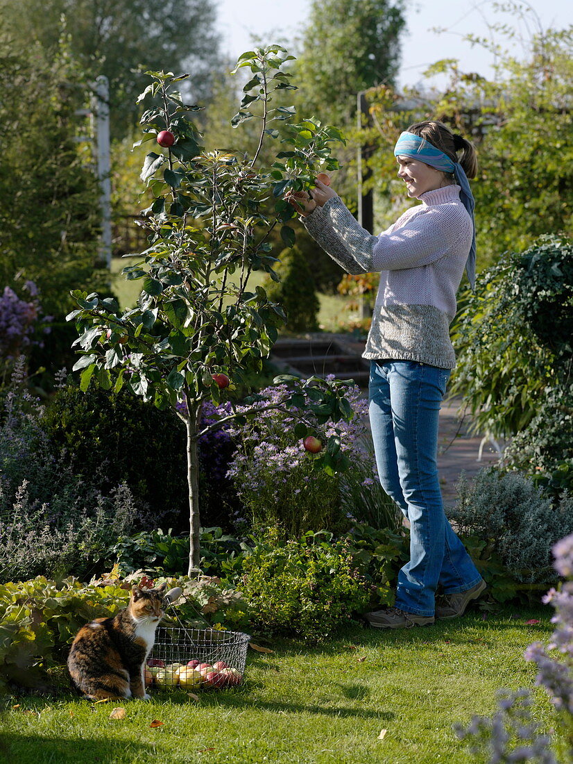 Junge Frau erntet Äpfel vom Apfelbaum