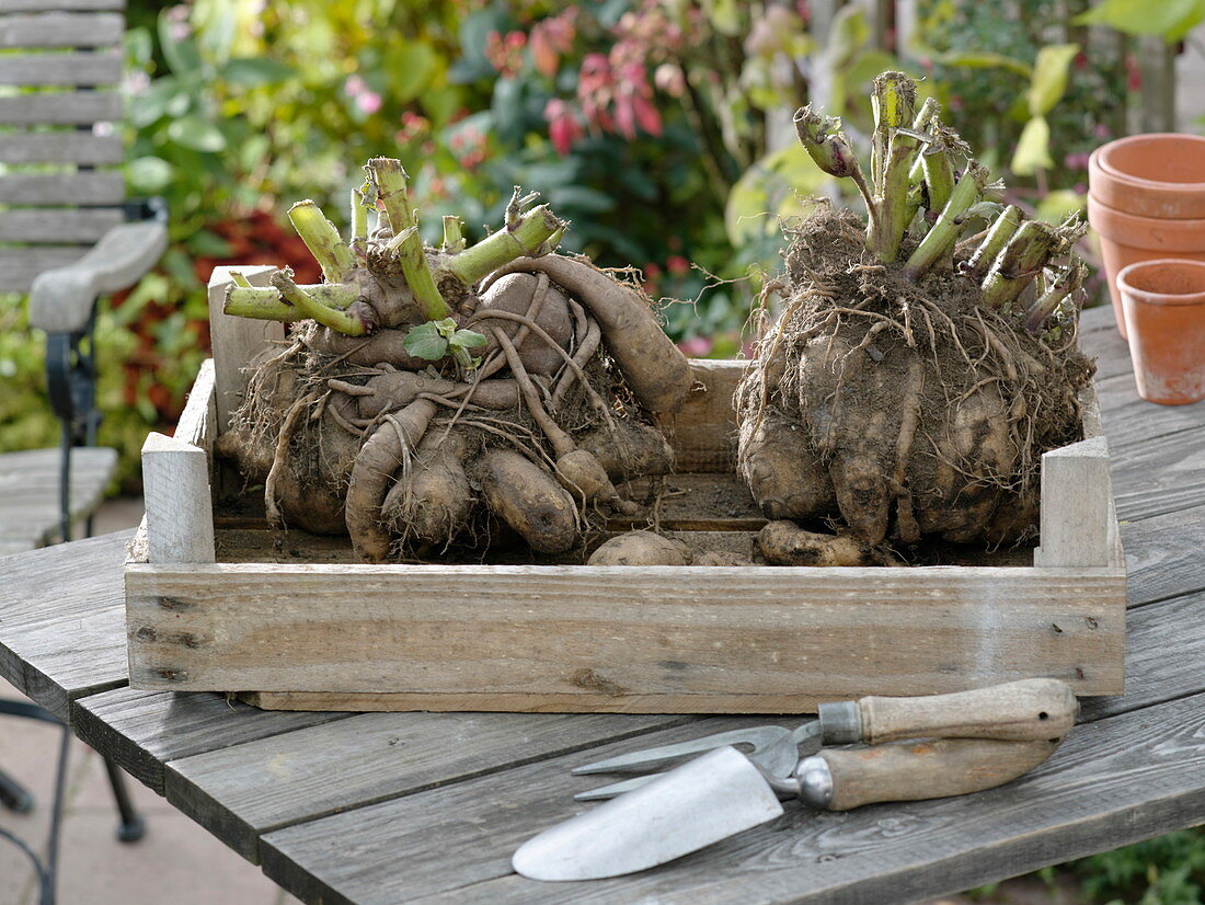 Yakon root tubers