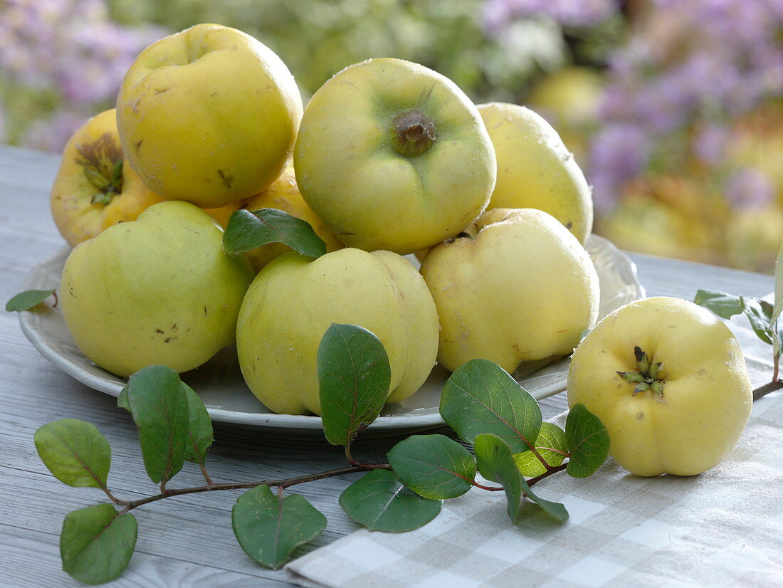 Apple quinces, quinces (Cydonia) on